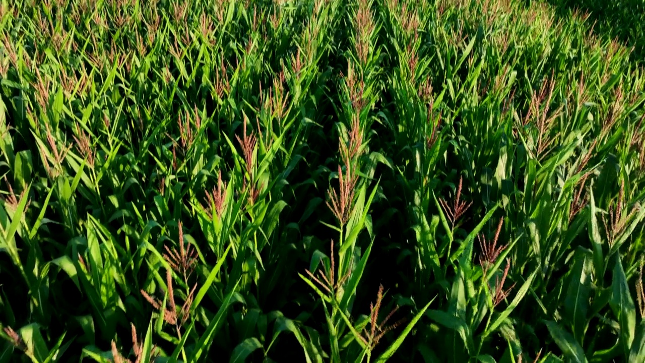 玉米田。田里的玉米长在绿色的茎秆上。视频素材