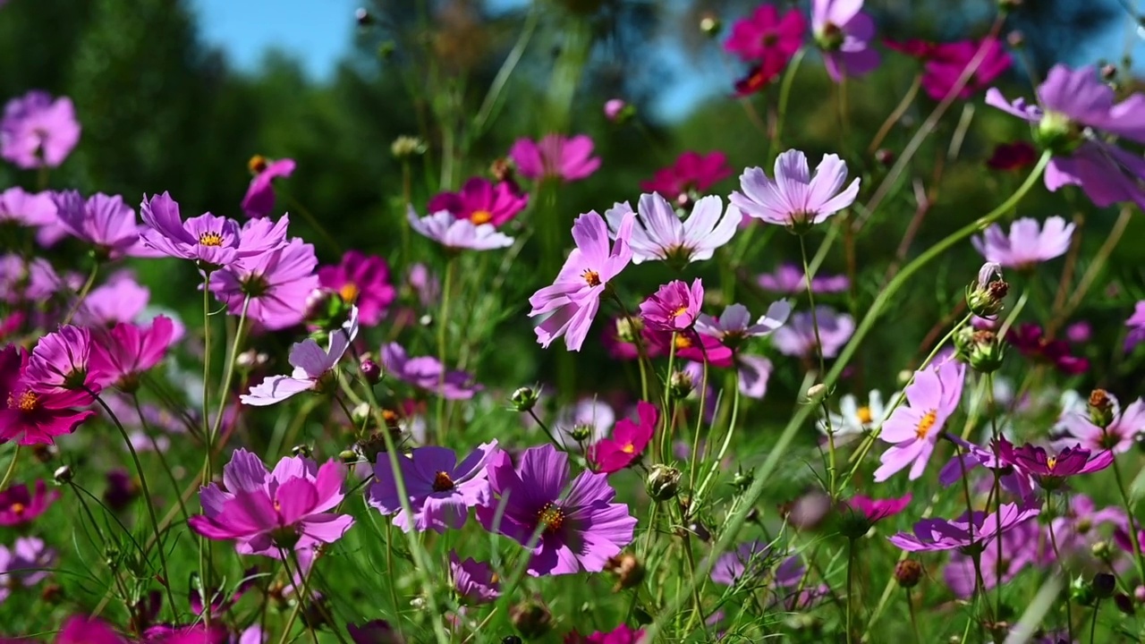 粉红色和紫色的花朵在风中摇曳视频素材