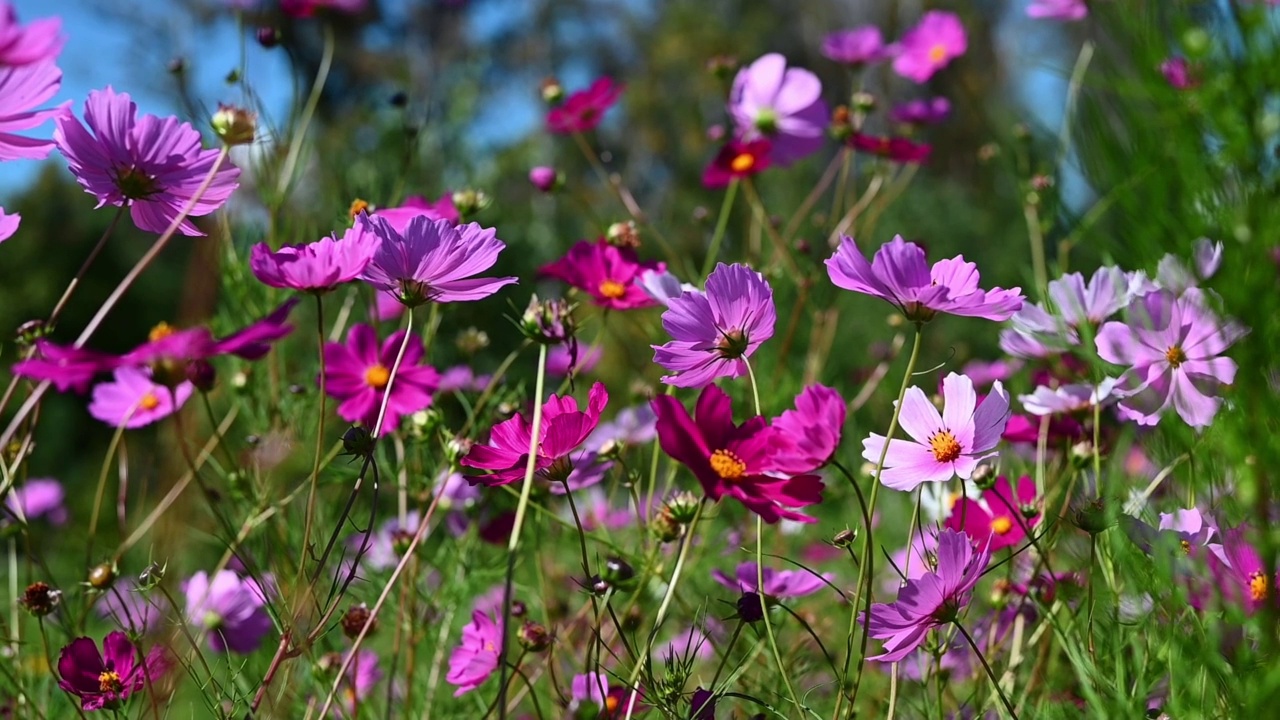 粉红色和紫色的花朵在风中摇曳视频素材
