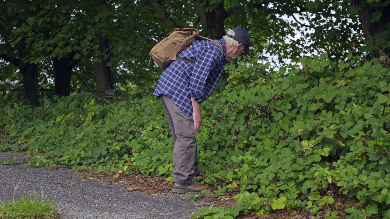 退休男子检查未种植的黑莓视频素材