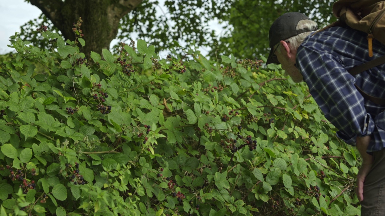 一个退休的男人看着未种植的黑莓视频素材