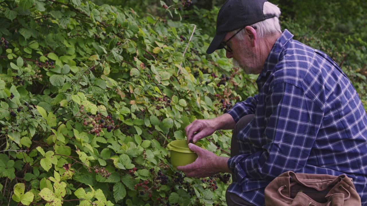 一个退休的人在采摘未种植的黑莓视频素材