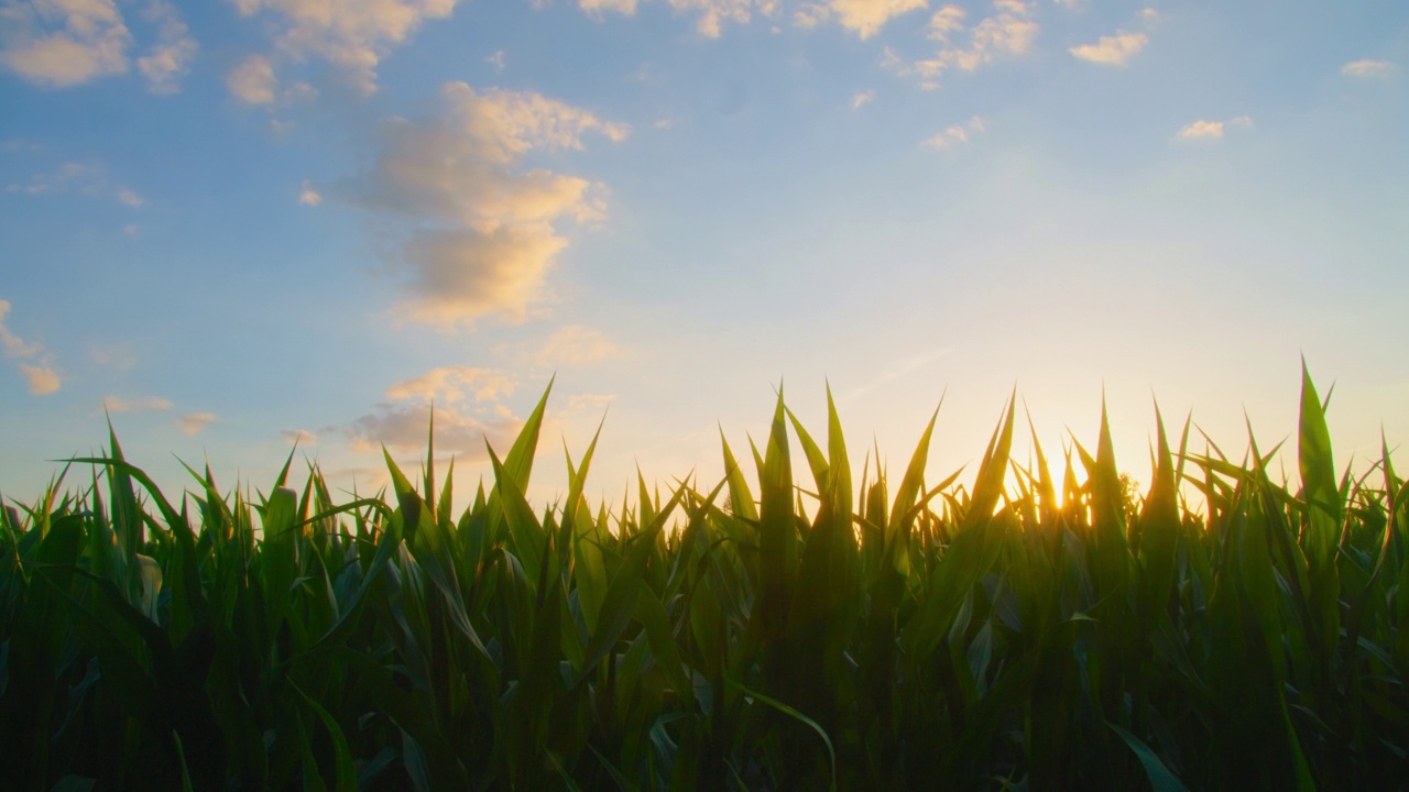 玉米地在阳光下爆裂。农业玉米田在夕阳的光芒下。玉米收获。绿色茂盛的棉花种植园在农村。生态产品的概念。特写,滑块。视频素材