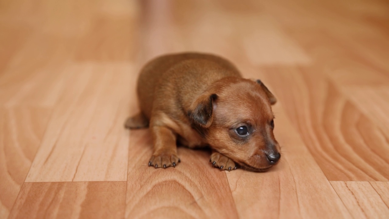 一只可爱的小狗躺在房子的地板上。一个小动物。视频素材