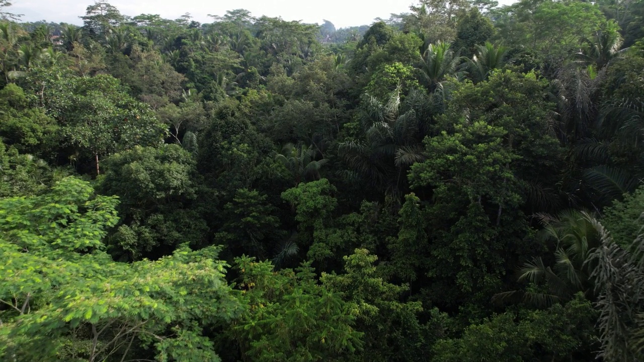 茂密的热带峡谷，航拍镜头飞过古老的树木和棕榈树视频素材