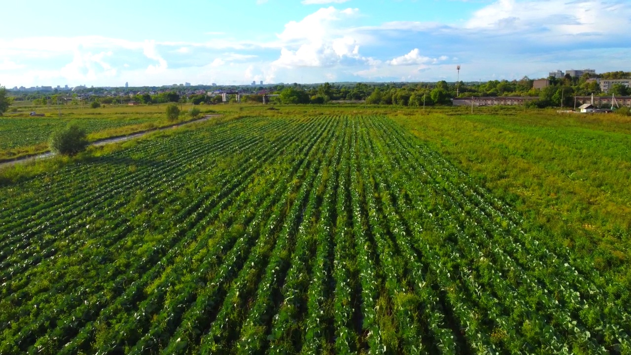种植卷心菜的耕地。视频素材