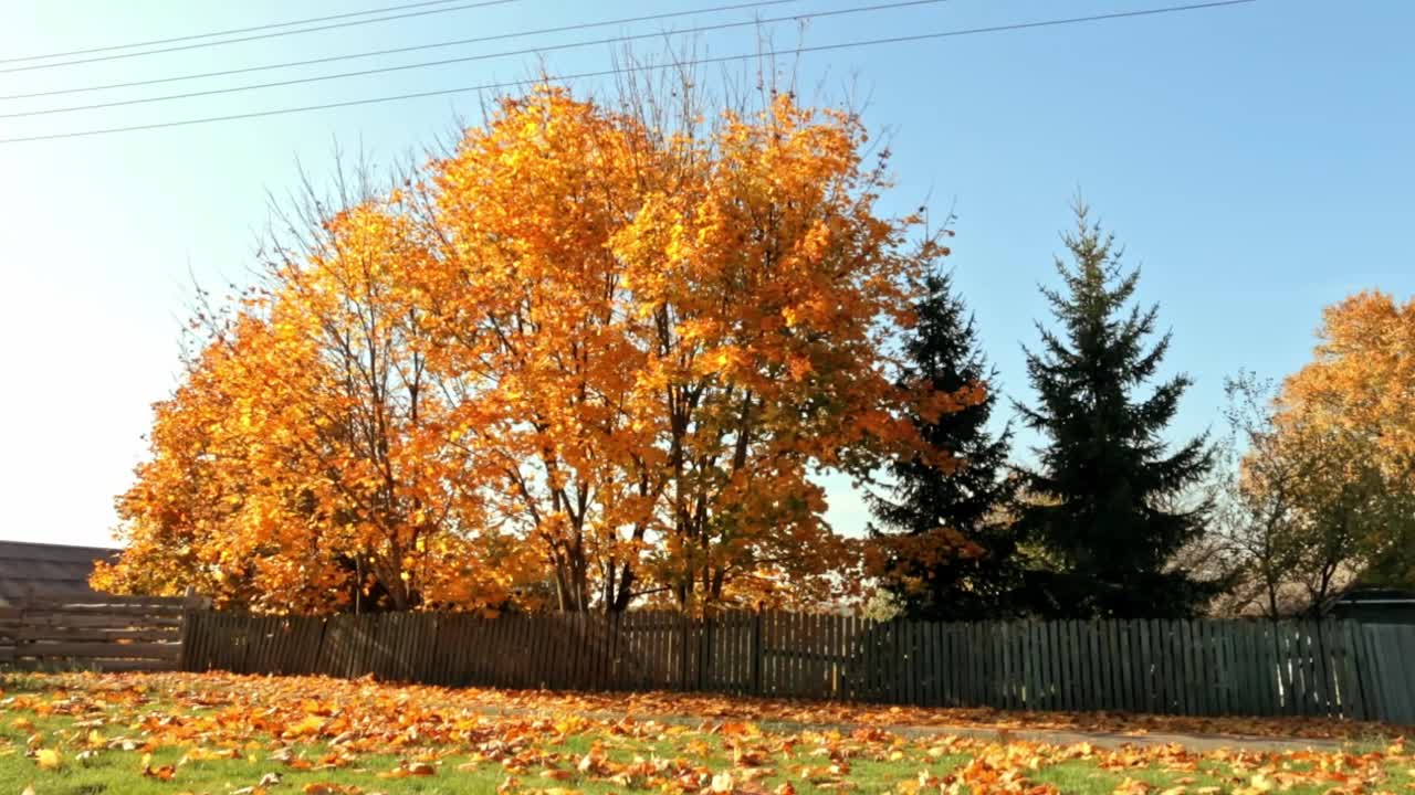 村里的秋景。从大枫树上飘落的枯黄叶子。微风。温暖的阳光明媚的天气。农村的街道。平静的乡村氛围。祖国。落叶。景观设计视频下载