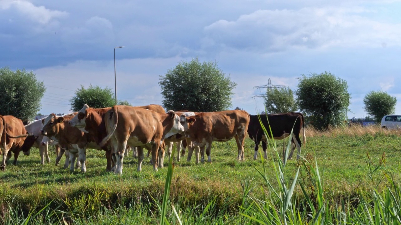 典型的荷兰景观:绿色田野上的奶牛视频素材