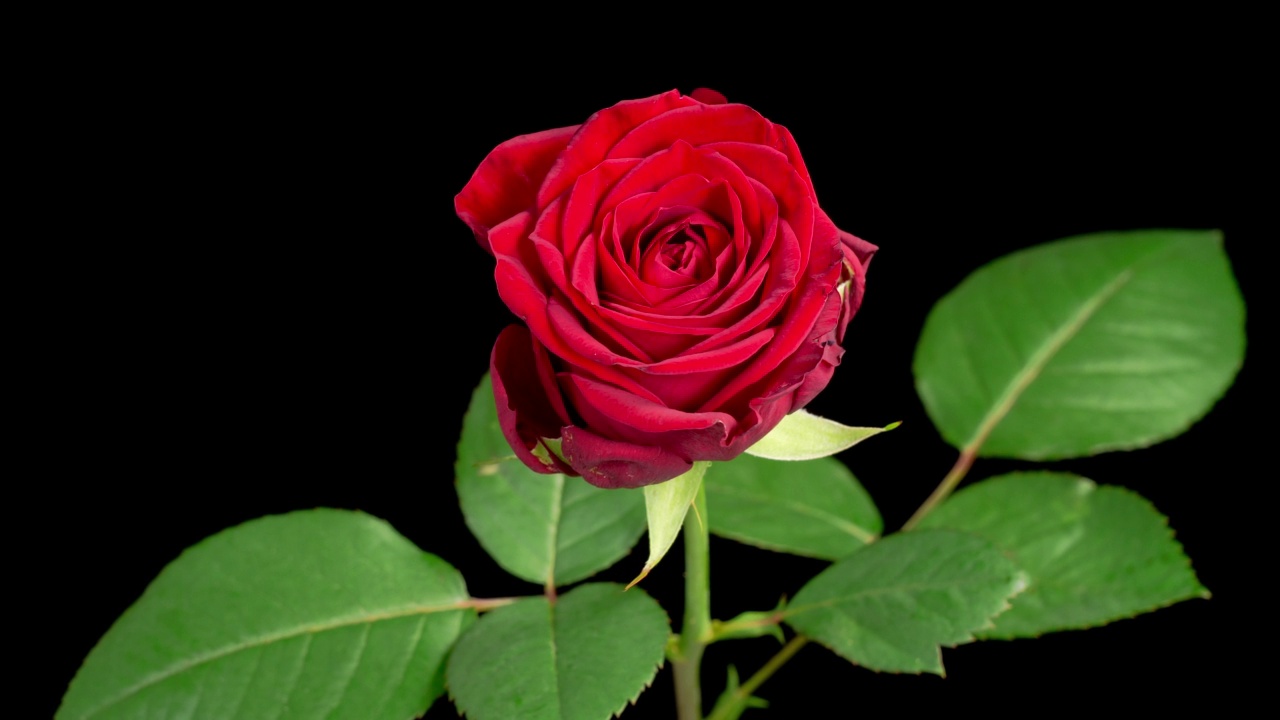 红玫瑰盛开的时光流逝视频素材