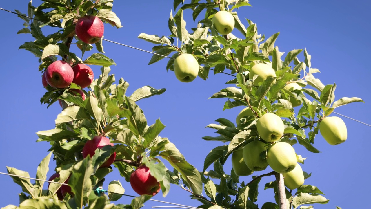 意大利阿尔卑斯山不同种类的苹果的特写。树枝上挂着一串串红绿相间的苹果。Valtellina意大利视频下载