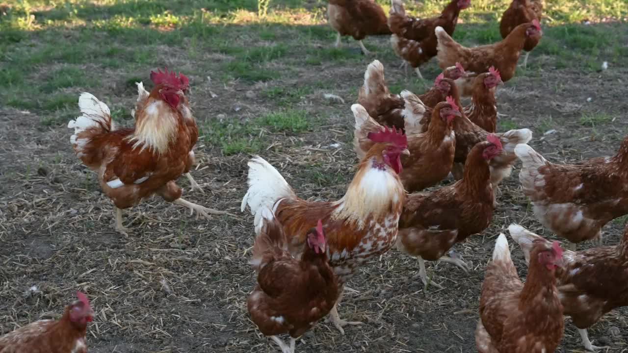 有机农场里有很多放养的鸡和公鸡。公鸡乌鸦视频素材