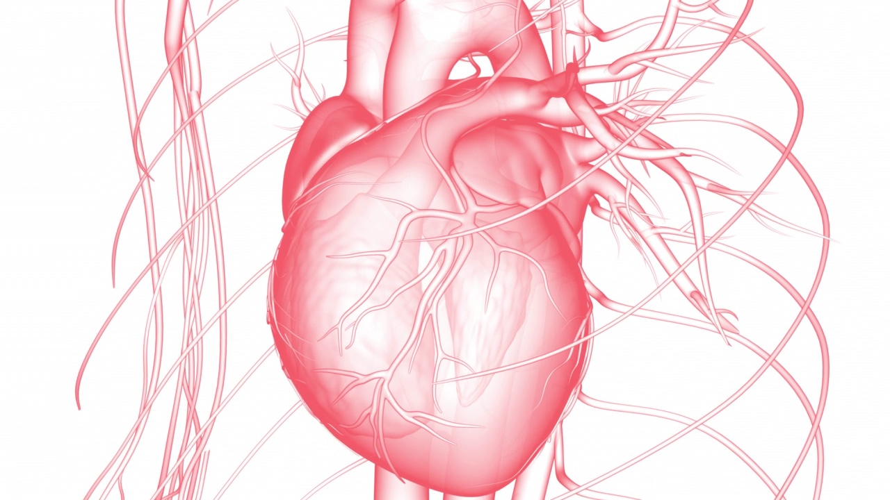 人体循环系统心脏跳动解剖动画概念视频下载