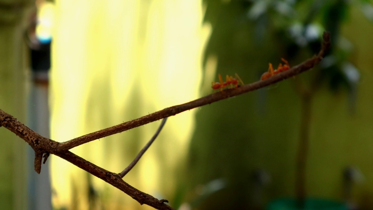 两只红蚂蚁在树枝上爬行视频素材