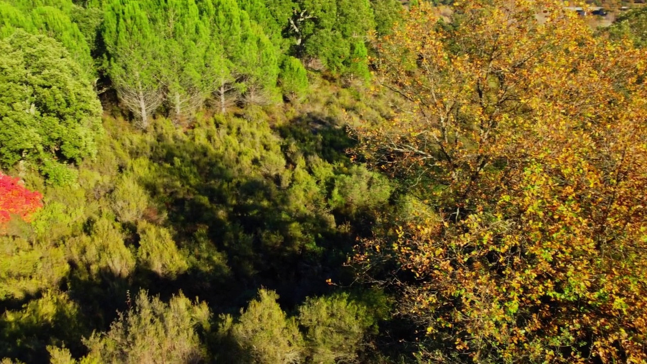 9月，从空中俯瞰圣卡森湖周围的森林视频素材