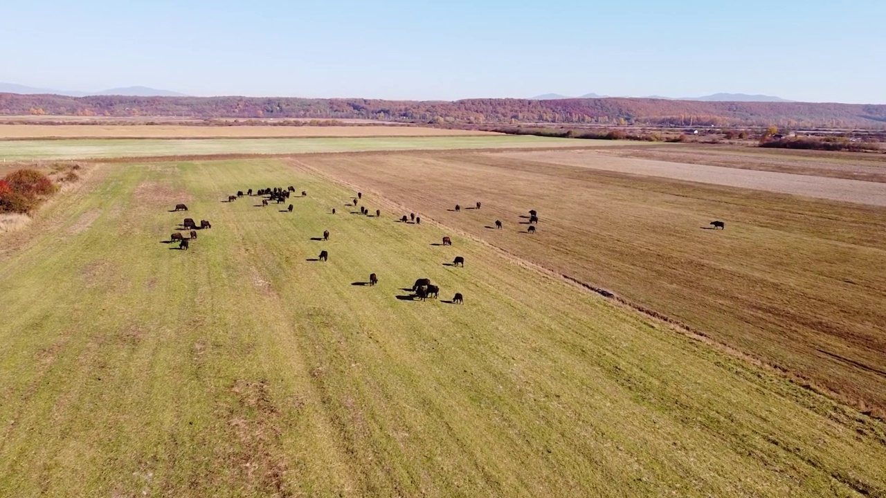 牛群的航拍镜头视频素材