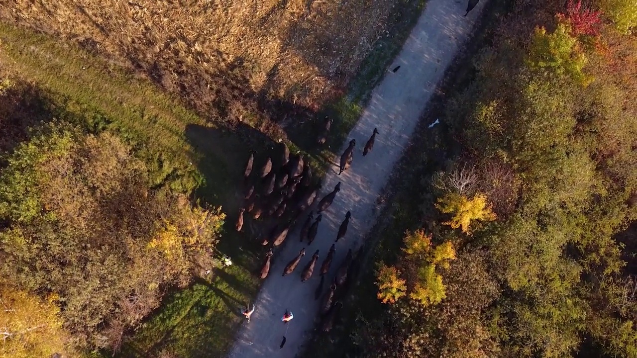 无人机拍摄的一群牛在路上行走的视频视频下载