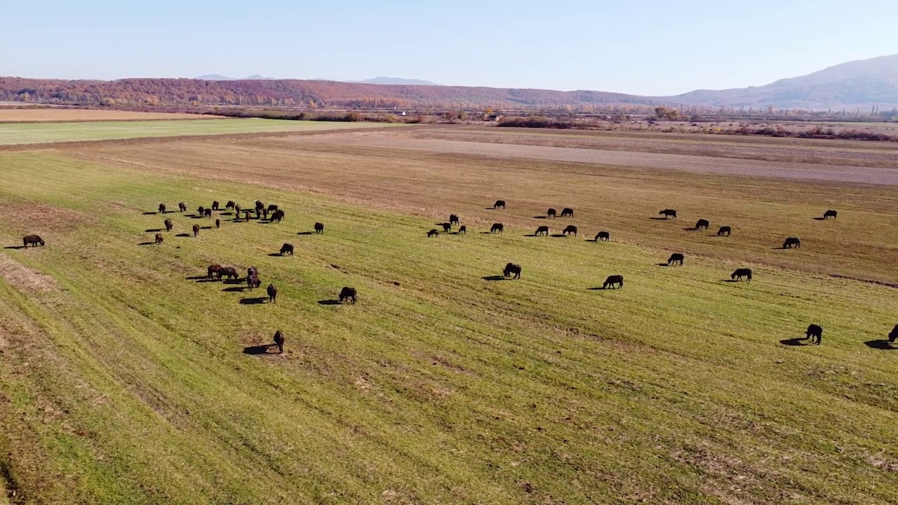 野牛群无人机镜头视频素材