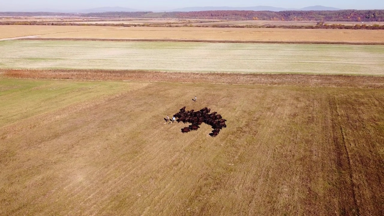 喀尔巴阡山脉航拍的野牛群视频下载