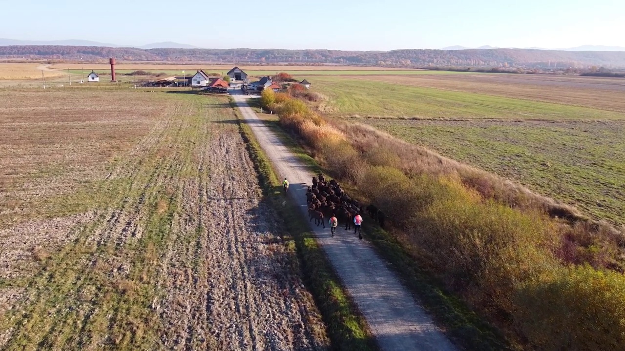 牧羊人驱赶水牛牧场的空中镜头视频素材