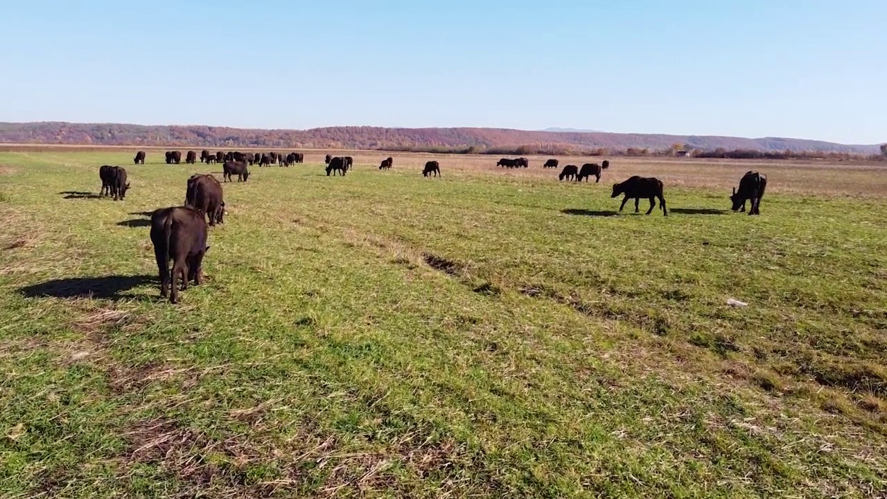 野牛群接近无人机镜头视频素材