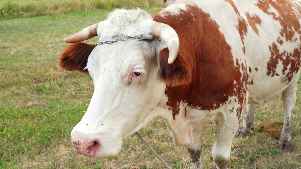 一只大的白棕色角牛在夏天的草地上吃东西，用它的鼻子赶走苍蝇的特写。视频素材