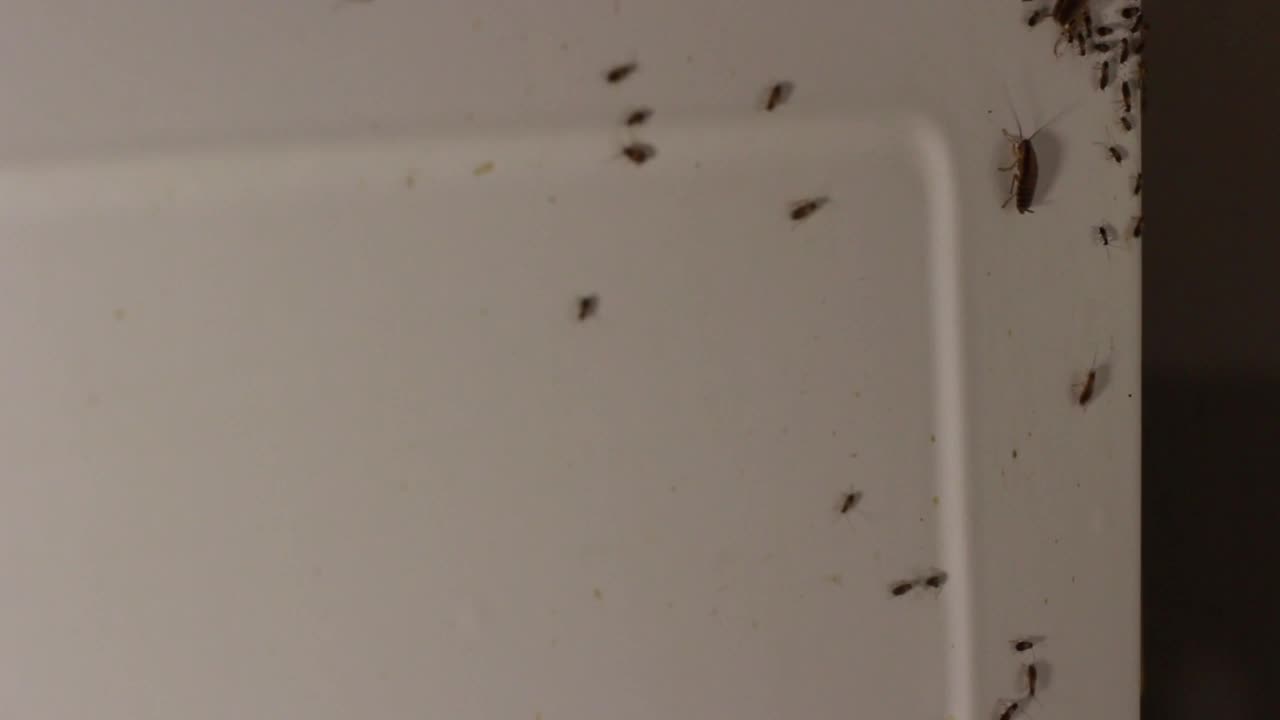 厨房里有蟑螂。蟑螂在水面爬行。有害的昆虫在房子里栖息。视频下载