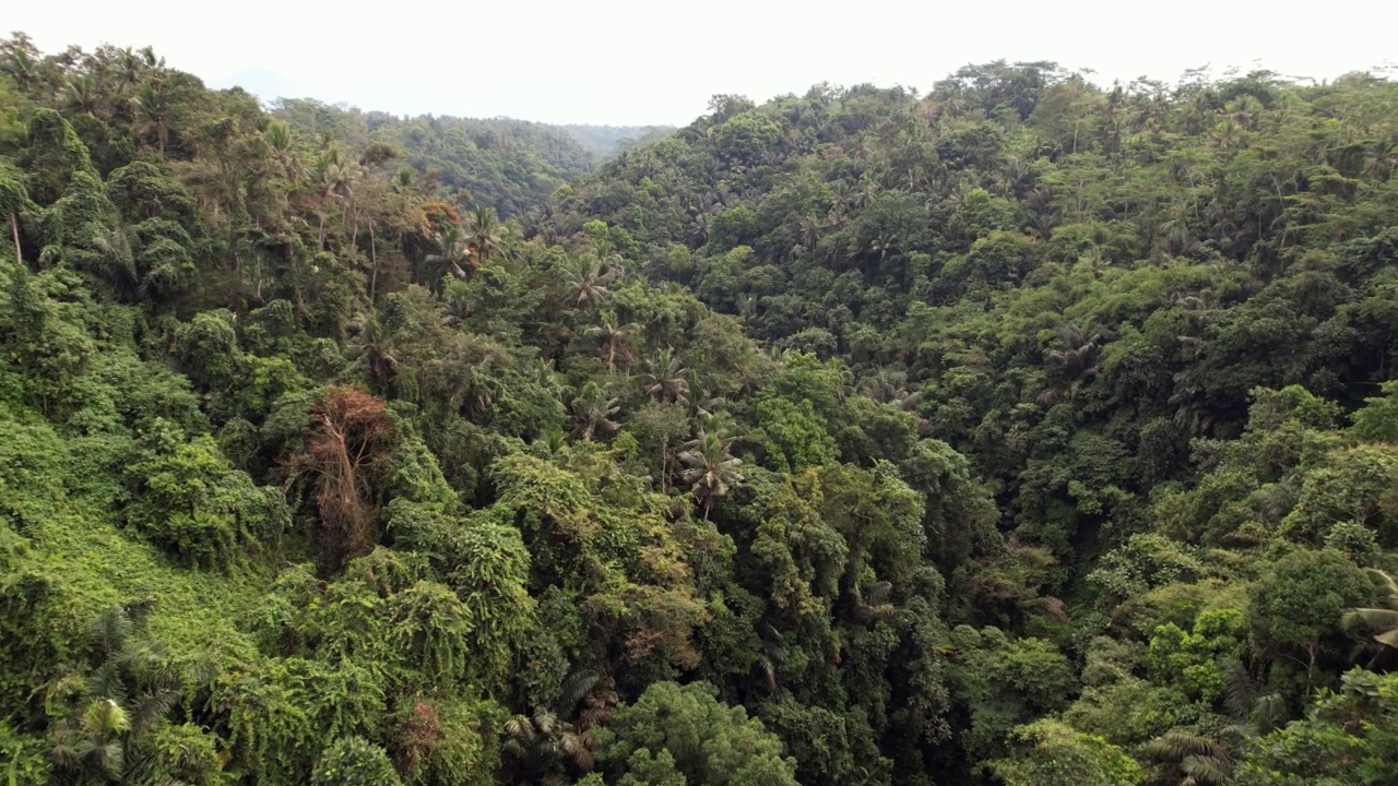 蜿蜒峡谷斜坡上的热带丛林，空中拍摄的巴厘岛中心视频素材