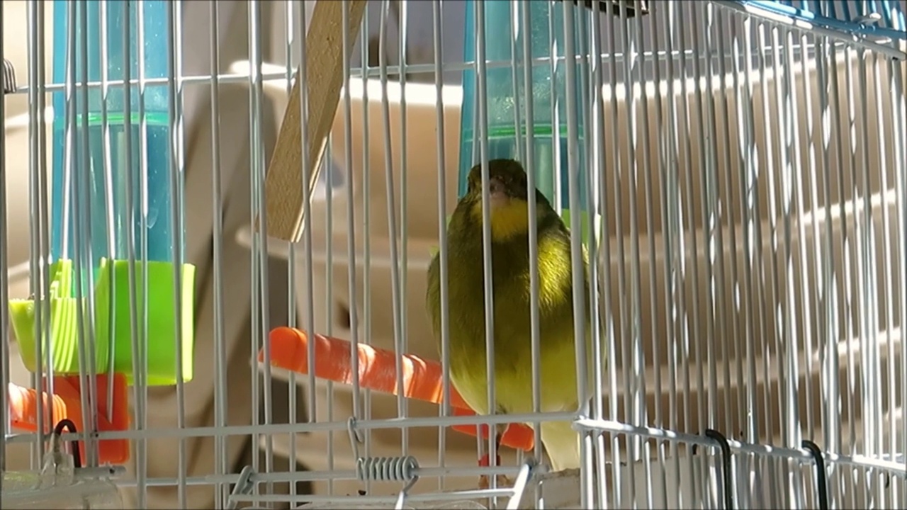 马拉加的笼中鸟视频下载