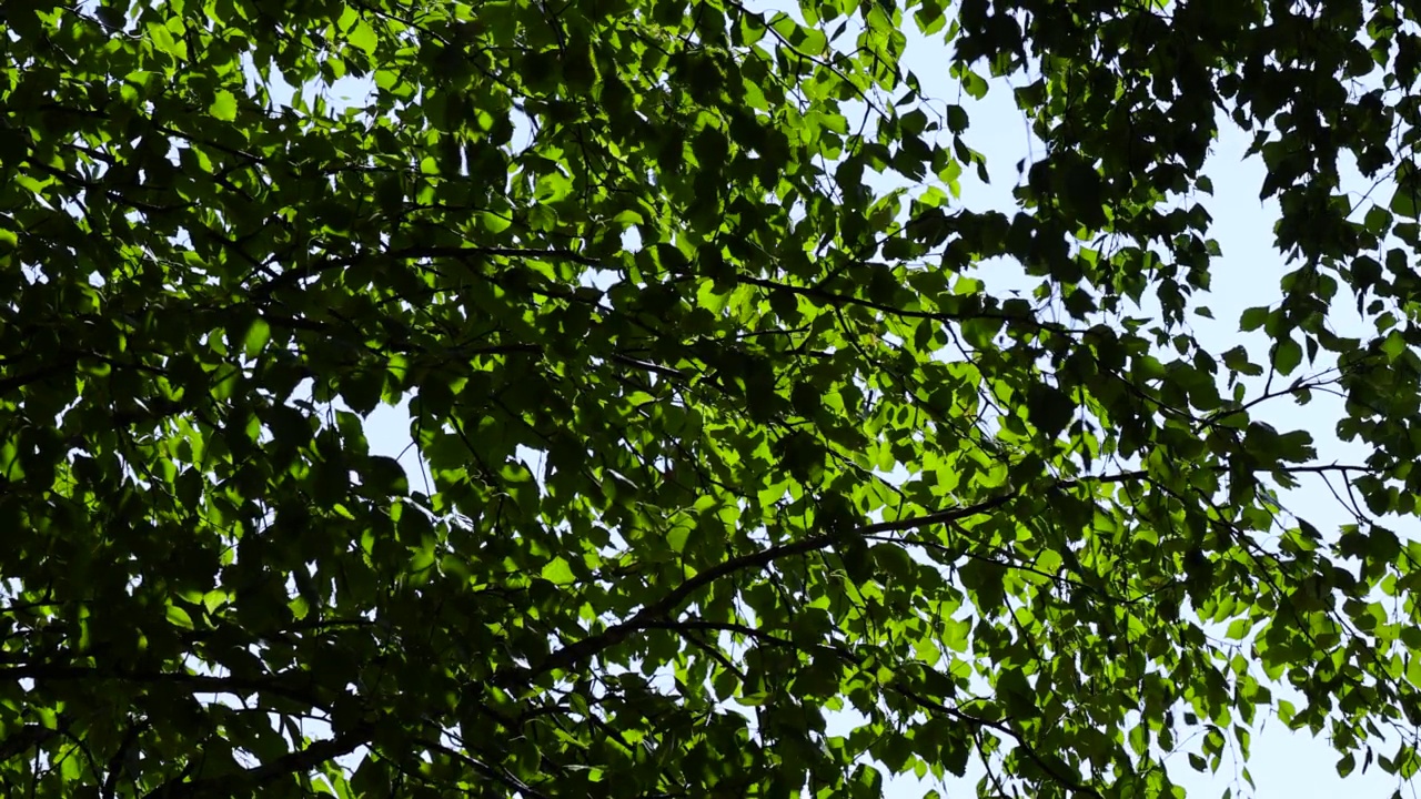 晴朗多风的天气里，绿色的桦树叶子视频下载