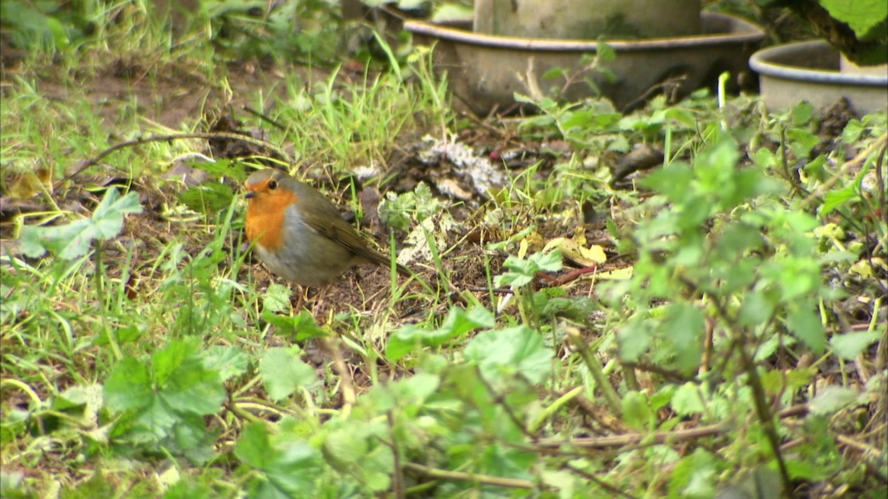 知更鸟在喂食器和地面，英国视频下载
