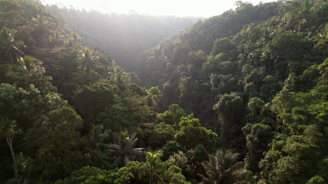 飞越风景秀丽的森林峡谷，热带山坡上的灌木丛，明亮的夕阳视频素材