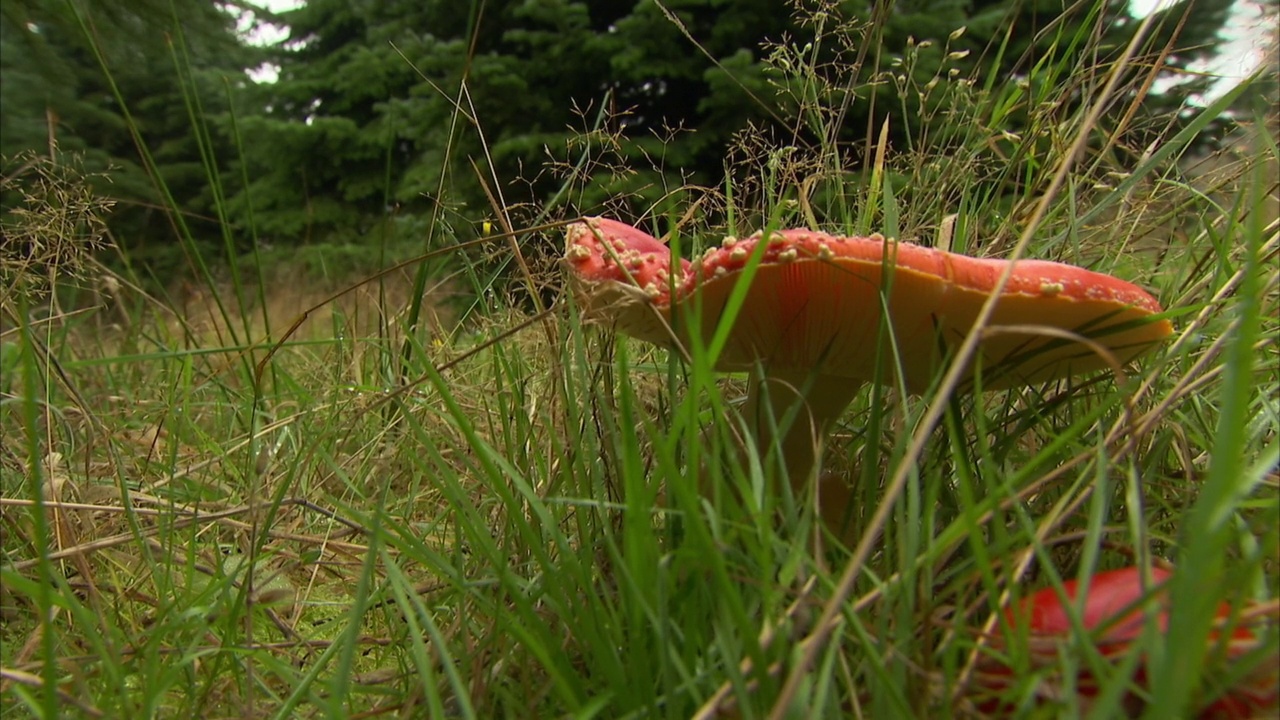 英国，毒菌和野生雏菊的低，近距离拍摄视频下载