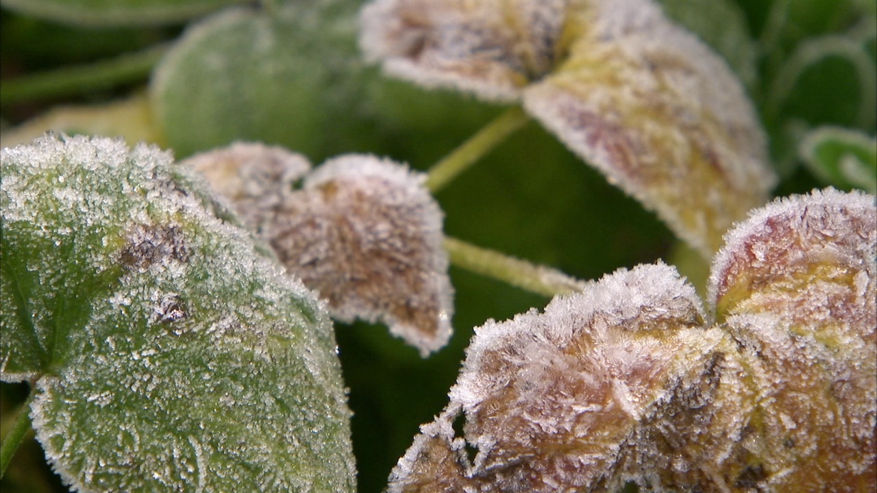 冰晶在结霜的棕色树叶上闪闪发光，英国视频下载