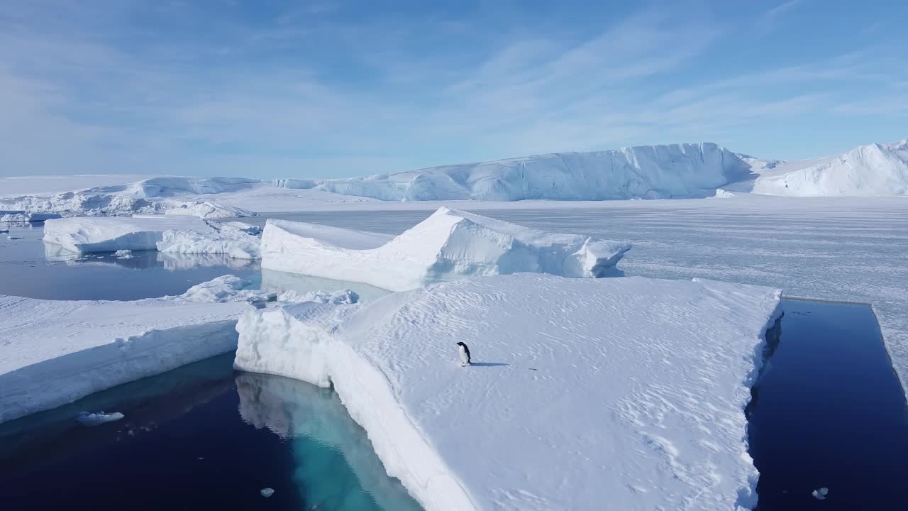 一只企鹅从冰山上跳入冰冷的海洋。视频下载
