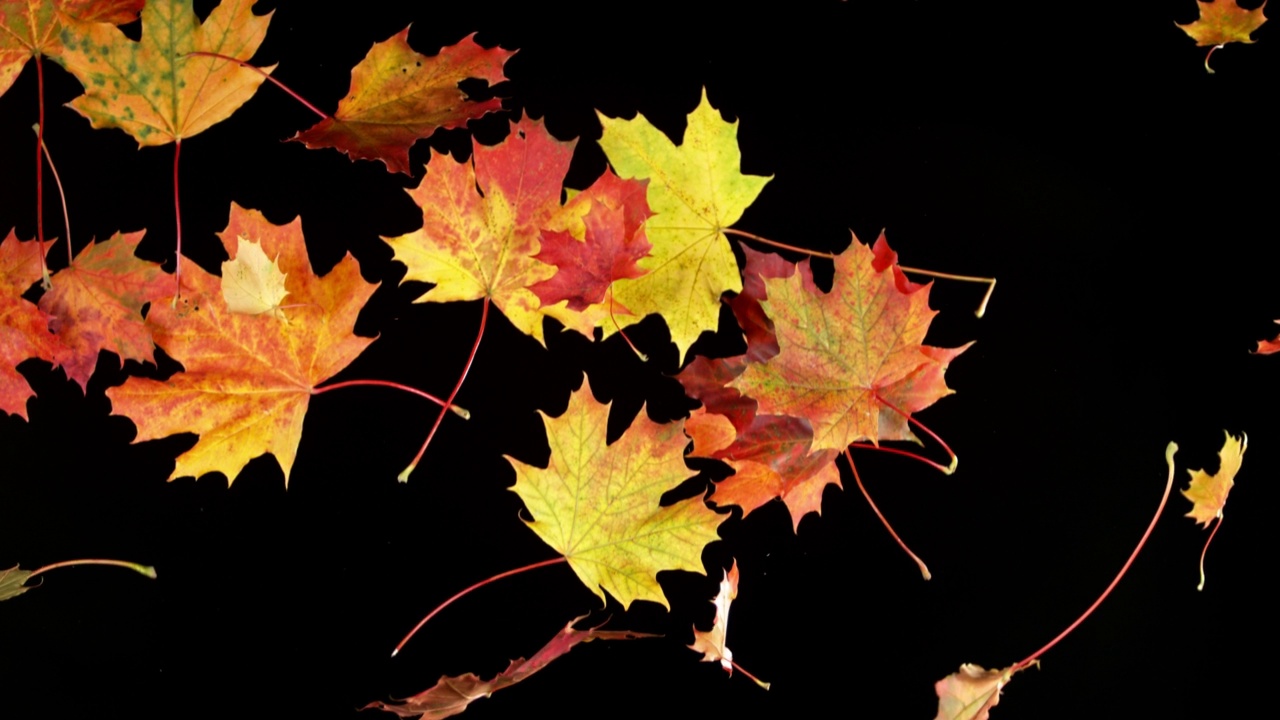 超慢运动秋天落叶孤立在黑色背景。视频下载
