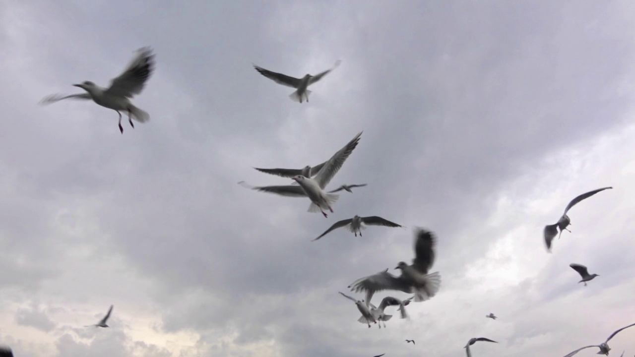 灰色阴天饥饿飞翔的海鸥群视频素材