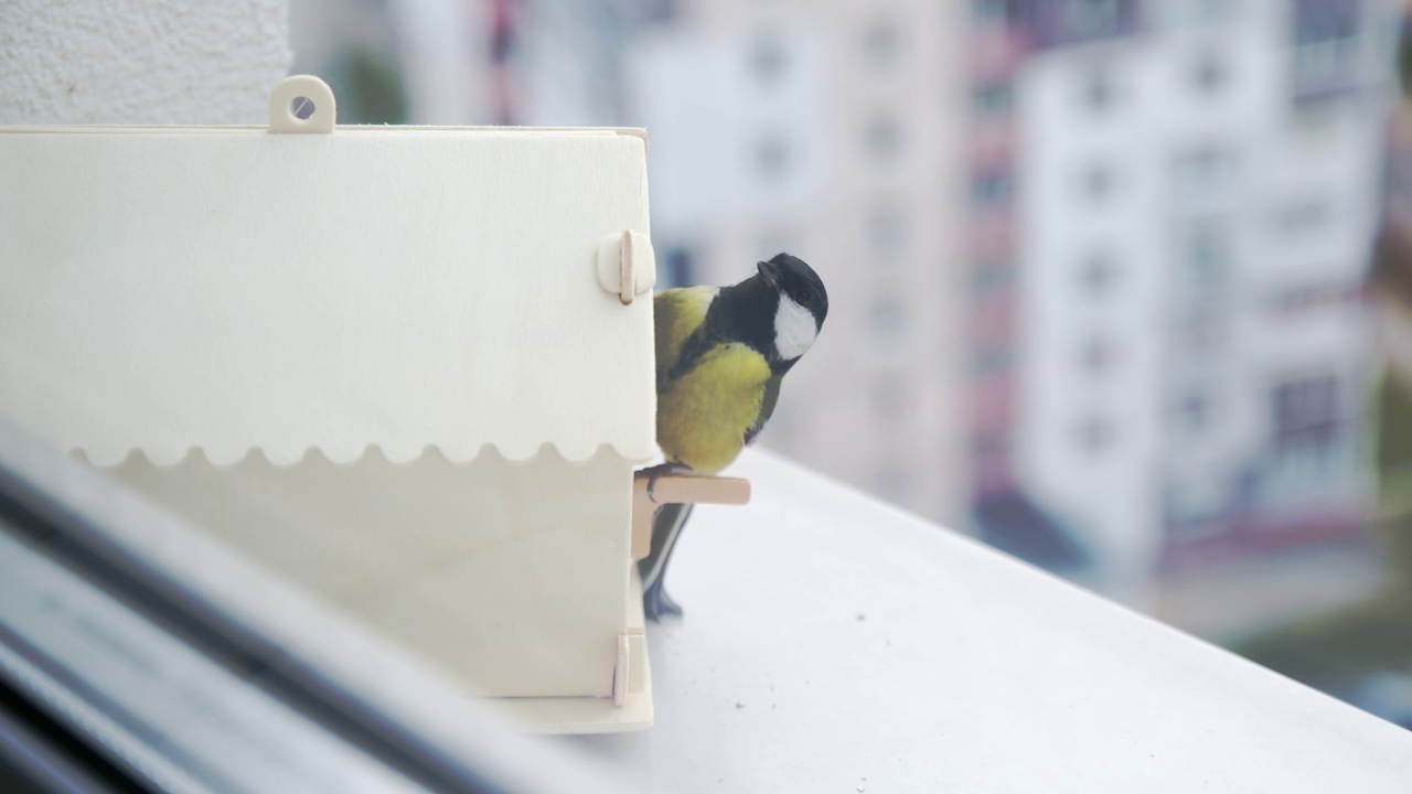 一只小山雀在喂食器旁边跳。视频下载