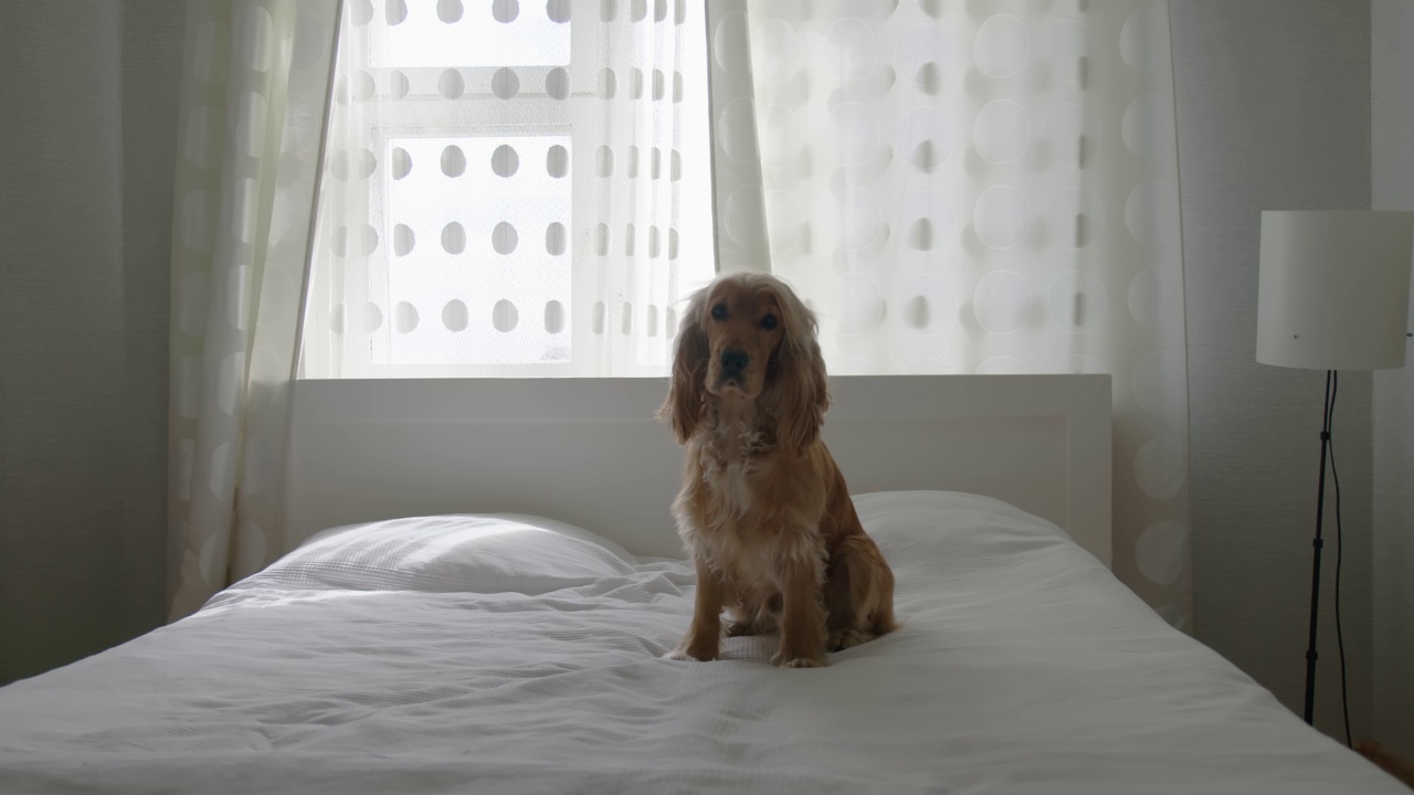 一只英国可卡犬在卧室里向窗外望去。视频下载