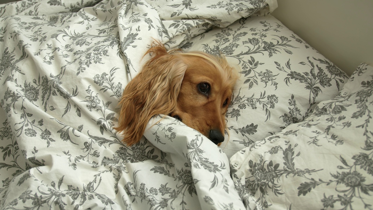 英国可卡犬盖着被子睡在床上。视频下载