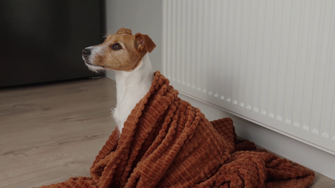 狗狗冻在家里，坐在暖气片附近视频下载