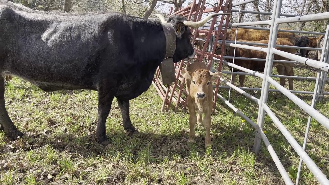 牛群在围栏区视频下载