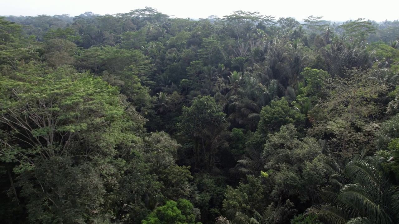 森林峡谷的巴厘岛高地，航拍，相机低空飞过丛林视频素材
