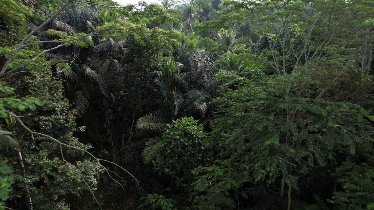 空中拍摄的丛林生长在巨大的峡谷中，周围有大树视频素材