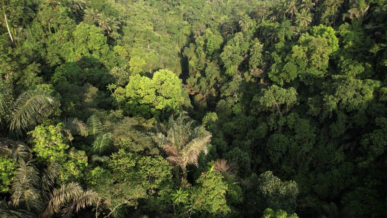 热带丛林在森林峡谷，相机飞越绿色峡谷视频素材
