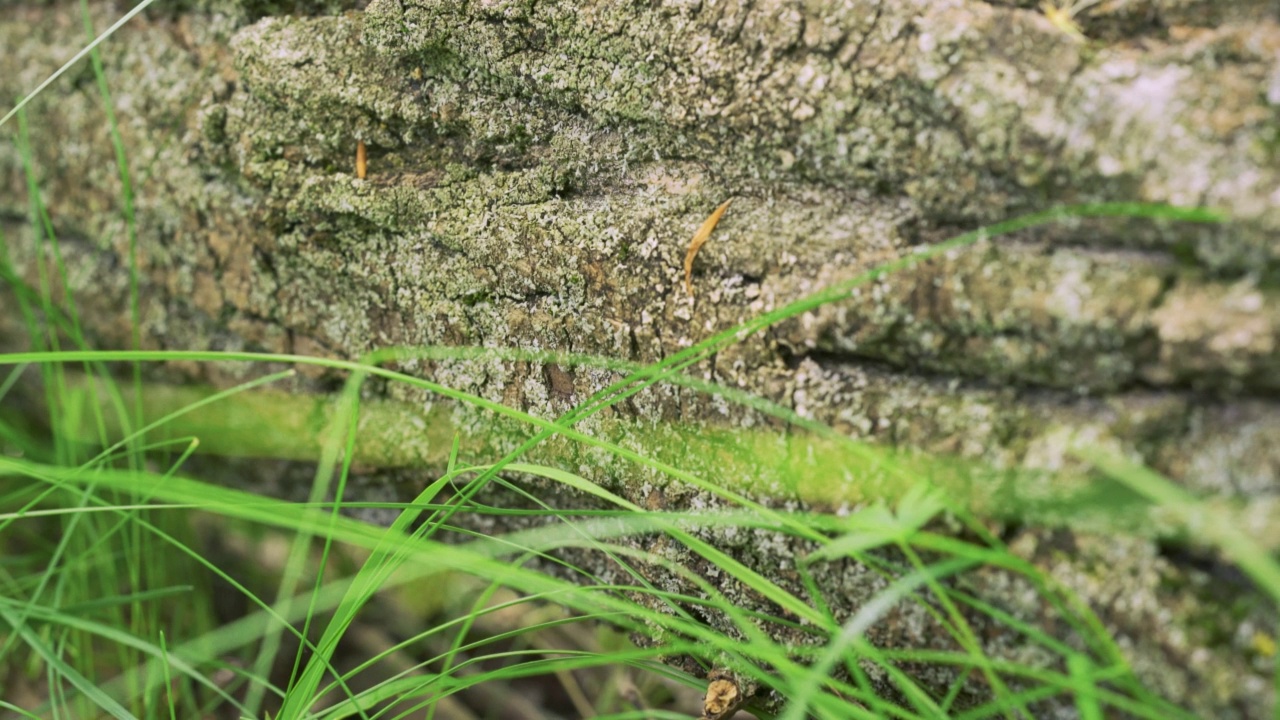 镜头滑过森林中倒下的树，近距离观察树皮上生长的苔藓和地衣，前景是一些绿色的草叶视频素材