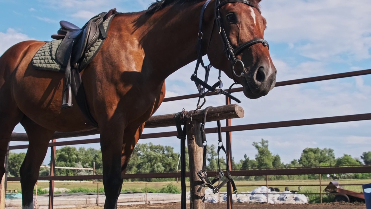 蓝色天空背景下，棕色的马站在马厩附近，慢动作视频下载