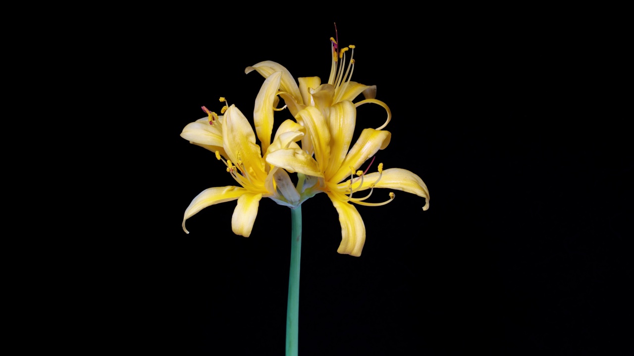 时间推移镜头的黄色石蒜蜘蛛百合魔术百合春分花或黑根花生长的花朵从花蕾到盛开隔离在黑色背景，4k视频，近b卷拍摄。视频素材
