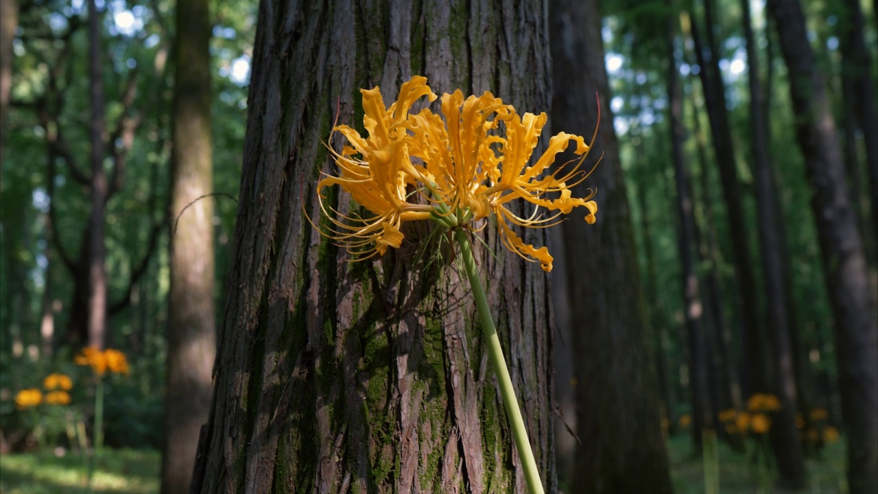 黄色石蒜蜘蛛百合神奇百合春分花或黑牡丹在森林公园盛开，4k视频，特写b卷镜头，放大效果。视频素材