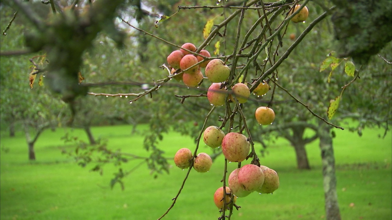 雨滴落在果园的苹果上，英国视频下载