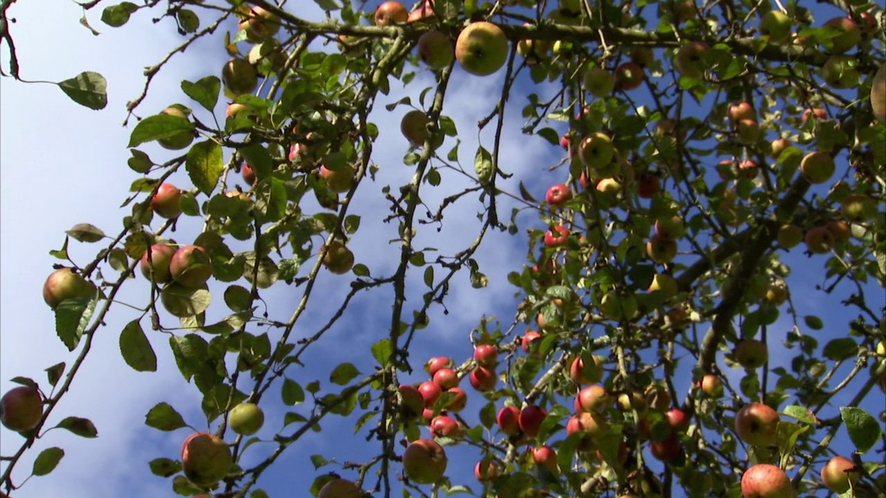 英国，蓝天映衬下树上诱人的苹果视频下载